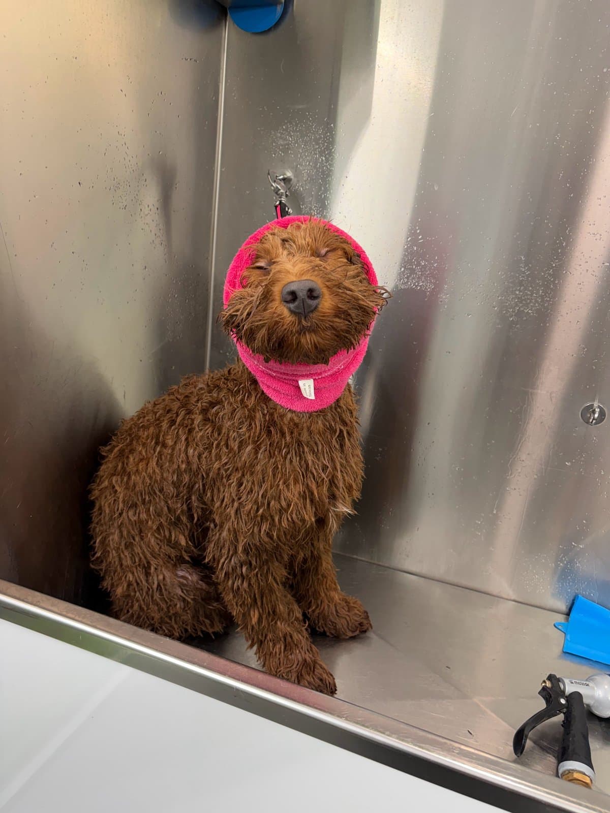 Un doodle en la bañera, con una toalla rosa en la cabeza