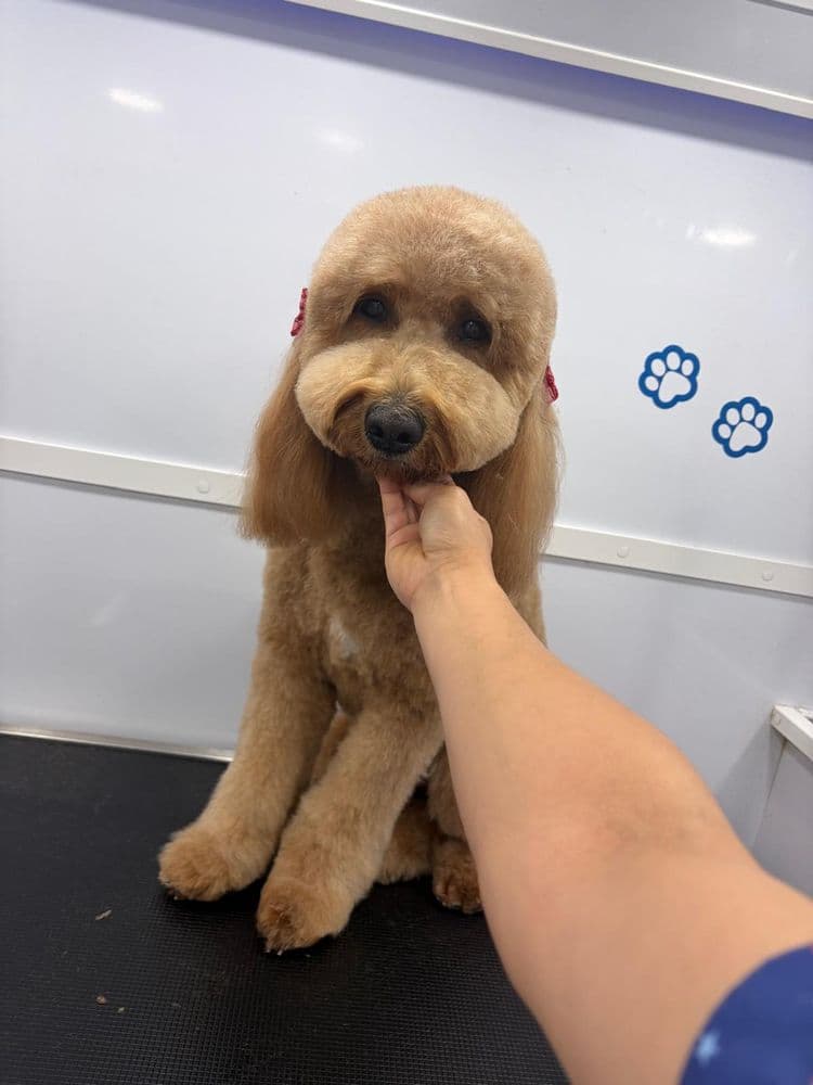 Un doodle recién cortado, con moños rojos