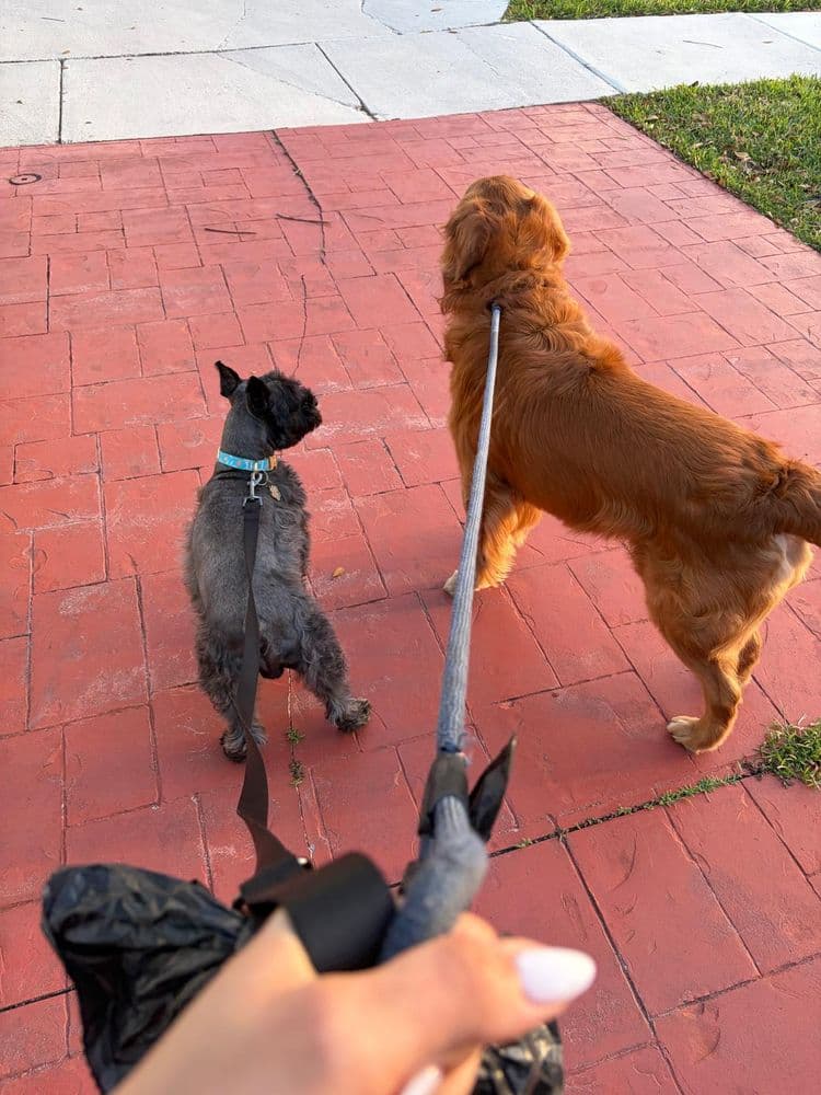 Dos perros con correa en el patio