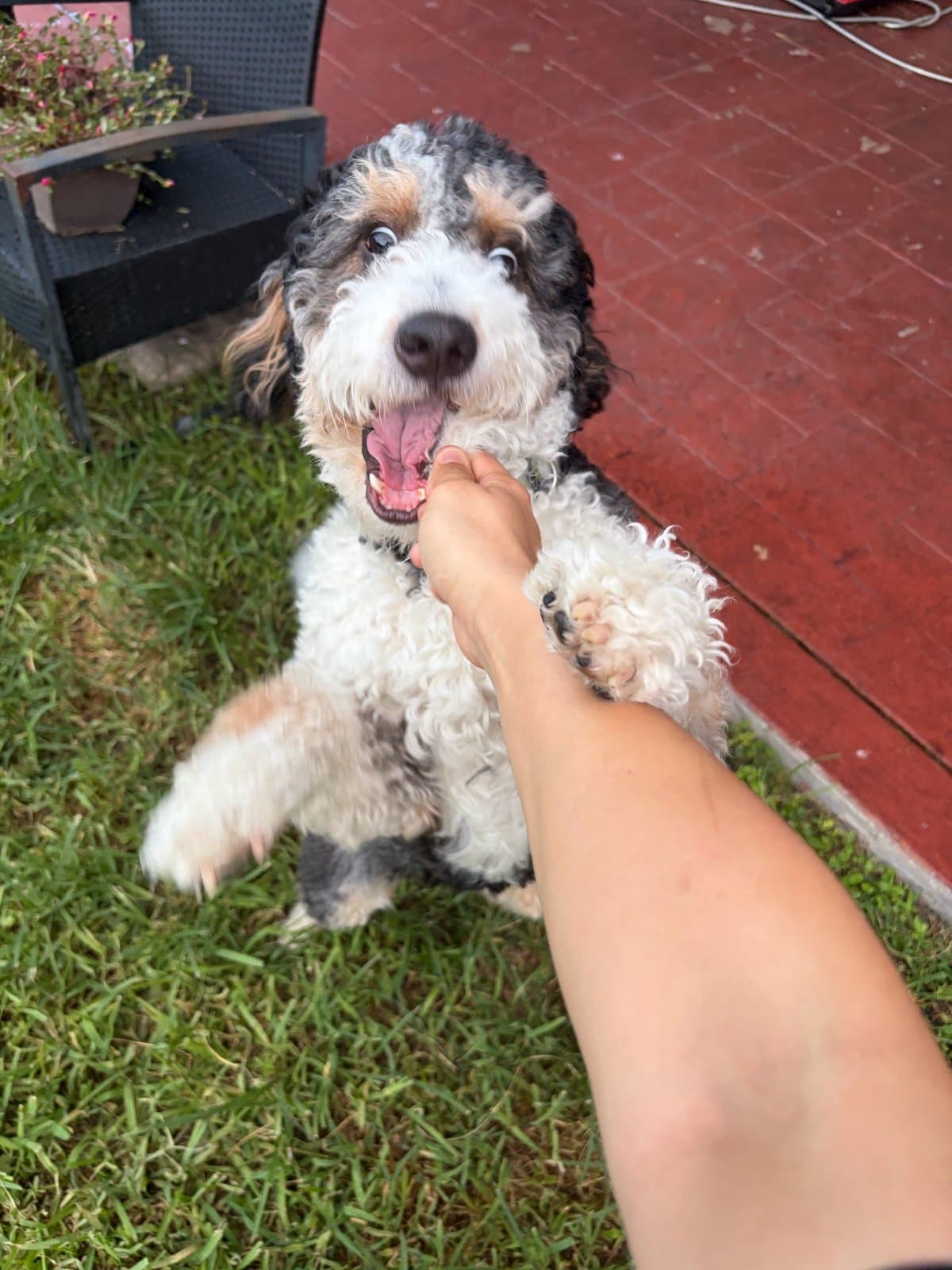 Un cachorro jugando en el pasto del patio