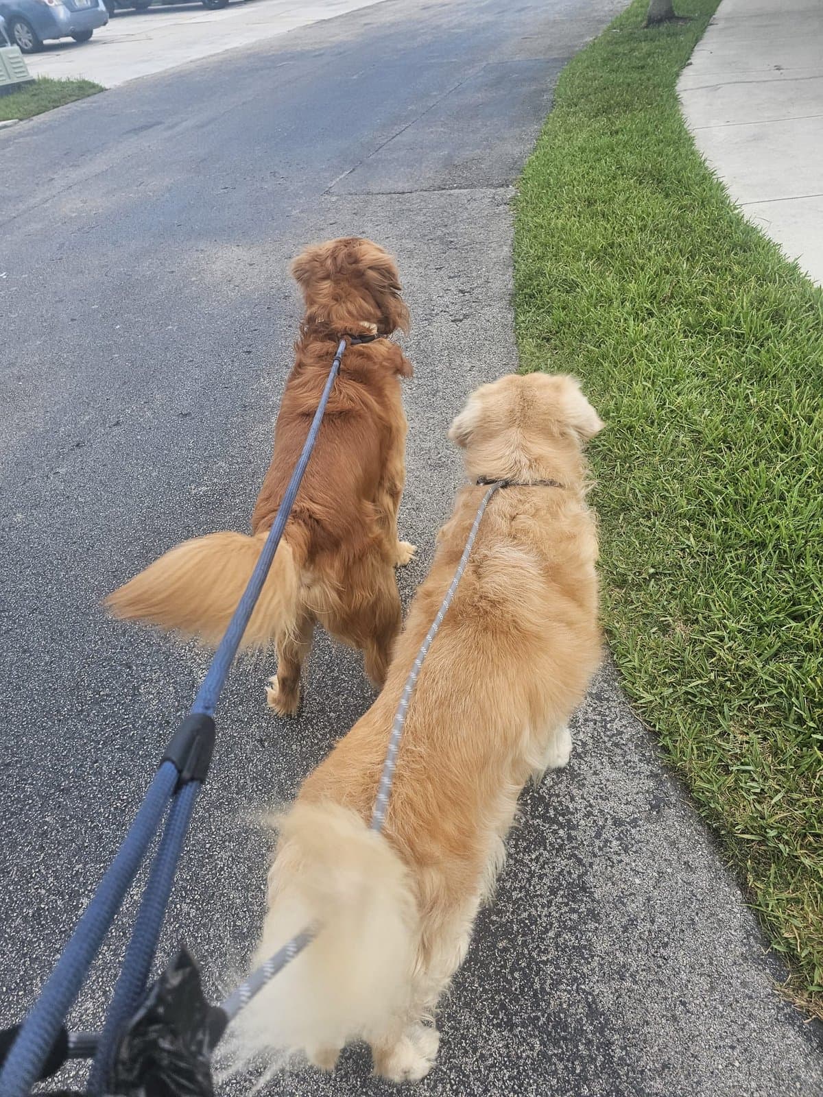 Dos perros de paseo por la calle