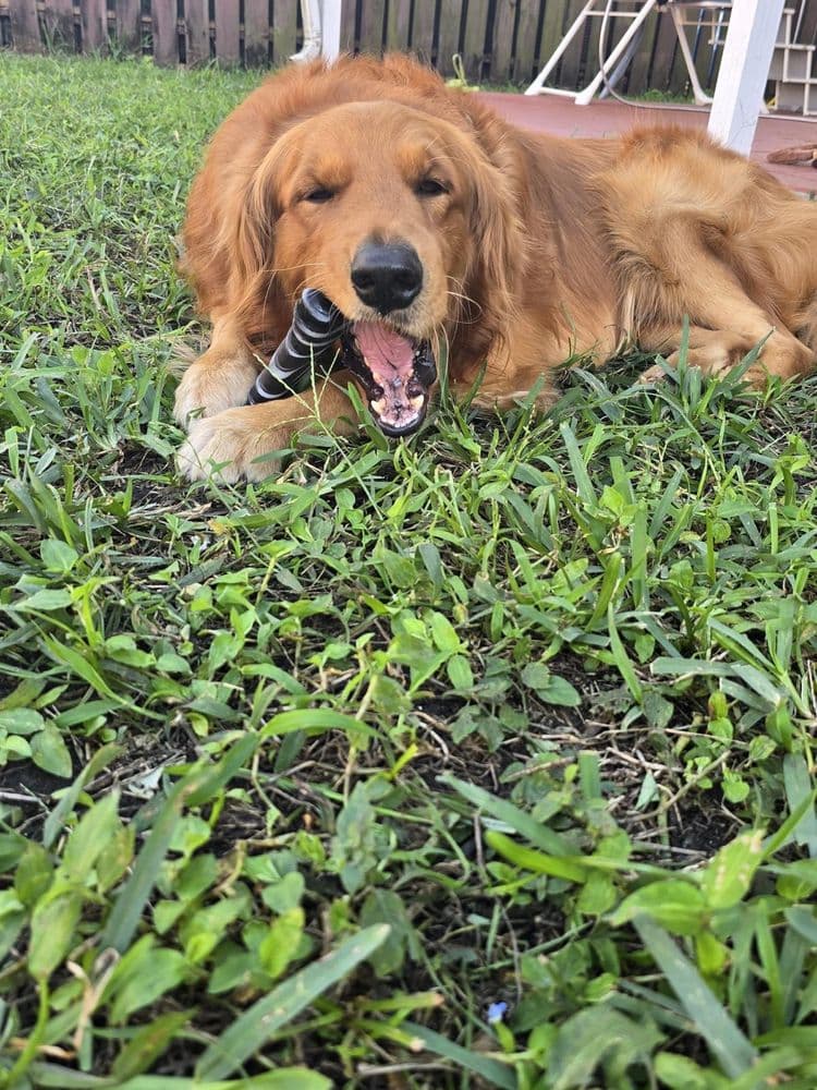 Un golden feliz echado en el pasto