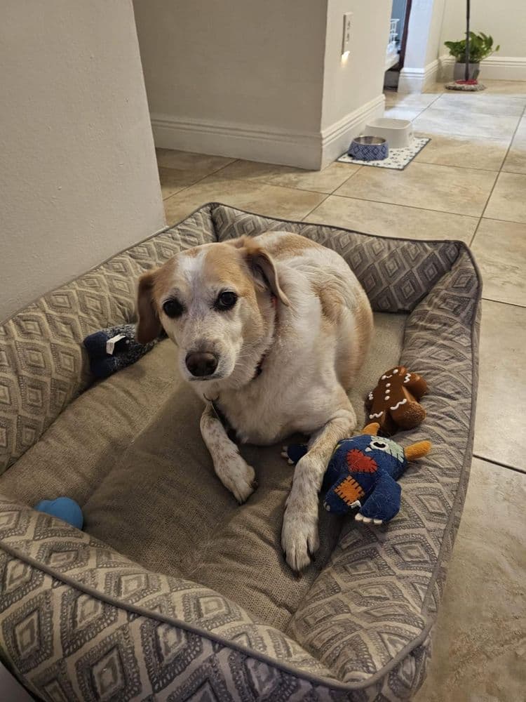 Un beagle en su cama con su juguete