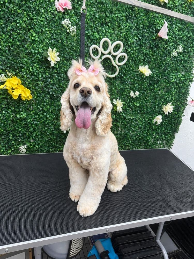 Un cocker con un moño rosa, listo para volver a casa