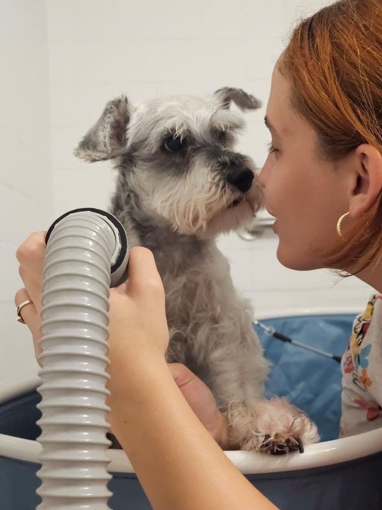 Un schnauzer secándose con el secador